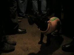 Pochod po sklepech 2014